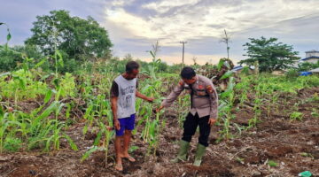 Bhabinkamtibmas Pulau Muda, Cek Lahan Jagung Dukung Ketahanan Pangan Asta Cita